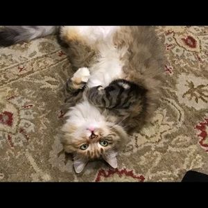 Meet your Posher, Kelly